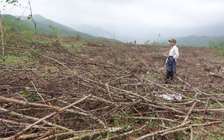 Nông dân Quảng Ngãi "khai tử" hàng trăm ha cây cao su