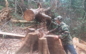 Quảng Ngãi: Rừng phòng hộ đầu nguồn bị khai thác trái phép nghiêm trọng