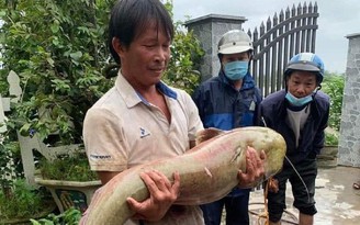 Bắt được cá leo 'khủng', dài khoảng 1 mét nặng 25 kg