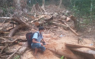 Quảng Ngãi: Xảy ra 56 vụ xâm hại rừng, Giám đốc Sở NN-PTNT xin 'chịu trách nhiệm'