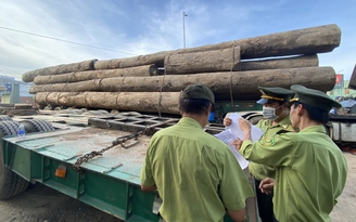 Quảng Ngãi: Xử phạt, buộc xe đầu kéo chở gỗ lim 'khủng' hạ tải