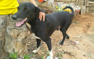 Chó cứu bé sơ sinh bị mẹ chôn sống ở Thái Lan