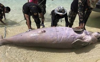 Thái Lan báo động vì liên tục phát hiện bò biển chết