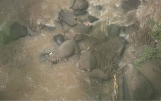 Cứu đồng loại, 6 con voi rơi xuống thác nước ở Thái Lan