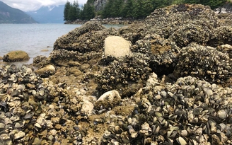 Cả tỉ sinh vật biển chết vì nắng nóng tại Vancouver