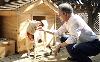 Cặp chó quý Triều Tiên tặng Hàn Quốc được đưa vào sở thú