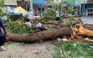 Rà soát cây xanh, công trình trường học để đảm bảo an toàn cho học sinh