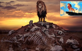 Ngỡ ngàng trước bức ảnh sư tử như bước ra từ 'The Lion King'