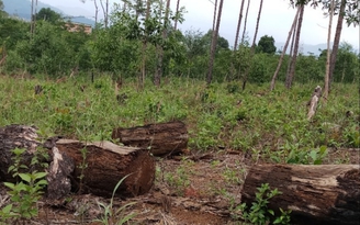 Lâm Đồng: Hàng trăm héc ta rừng giao cho cộng đồng bị phá, lấn chiếm