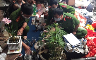 Lâm Đồng: Phát hiện nhiều trường hợp trồng cần sa trong vườn, trong nhà