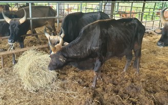 Bò tót lai ốm trơ xương ở Ninh Thuận: 'Mua ngay thức ăn vỗ béo cho bò'