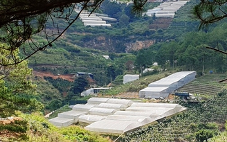 Lâm Đồng: Yêu cầu tháo dỡ hơn 227 ha nhà kính, nhà lưới trên đất quy hoạch lâm nghiệp