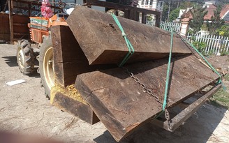 Lâm Đồng: Dùng xe máy cày vận chuyển gỗ lậu trong đêm