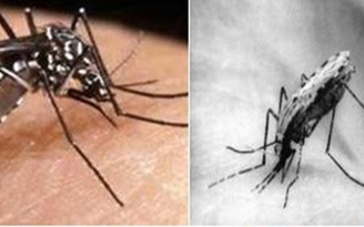 TP.HCM: Chưa phát hiện muỗi truyền bệnh sốt rét