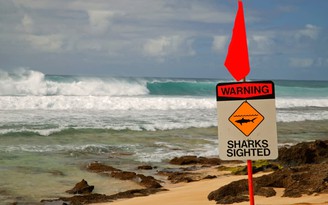 Cá mập cắn chết người ở Hawaii
