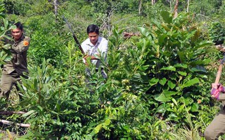 Chính phủ yêu cầu thanh tra sử dụng đất nông nghiệp ở Phú Quốc