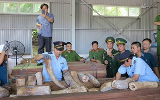 Phó thủ tướng yêu cầu điều tra mở rộng vụ 9 tấn ngà voi nhập lậu ở Đà Nẵng