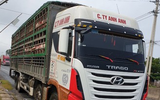 Bắt giữ 2 xe tải chở gần 350 con lợn sống không rõ nguồn gốc