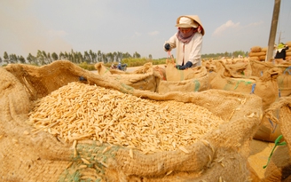 Tăng hạn mức vay vốn cho doanh nghiệp mua lúa gạo