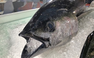 Xuất khẩu cá ngừ tươi và đông lạnh vào Mỹ tăng mạnh