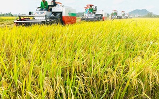 Gạo Việt tăng tốc, giá gạo Thái quay đầu giảm mạnh