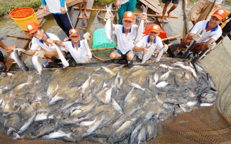 Giá xuất khẩu cá tra tăng mạnh, người nuôi vẫn 'treo ao' vì sợ lỗ