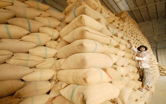 Gạo Việt tăng giá nhưng vẫn còn thua xa gạo Thái