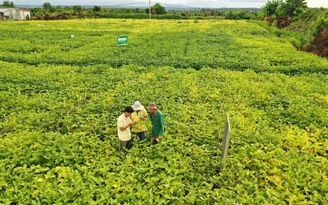 Triển vọng mới cho cây đậu nành Việt Nam