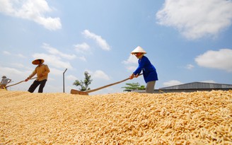 Nhiều nước mở thầu, giá gạo Việt Nam tiếp tục tăng