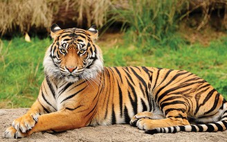 Vì sao trong văn hóa, hổ cũng được xem là ‘vua’ của các loài động vật?
