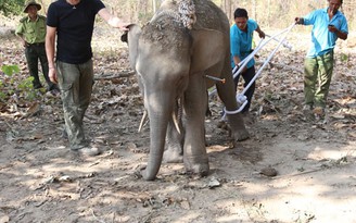 Cứu hộ voi rừng bị thương do mắc bẫy