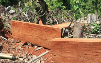 Biến gỗ rừng tự nhiên thành gỗ tạp để khai thác