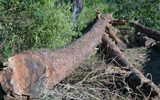 Điều tra vụ phá rừng táo tợn