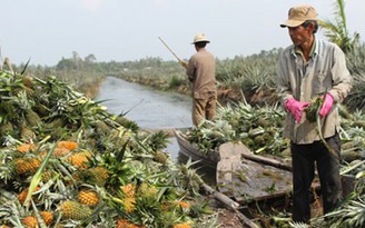 Giúp đỡ, hỗ trợ nông dân nâng cao thu nhập