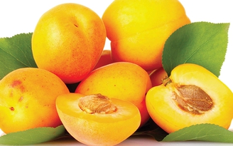Trị viêm phế quản
