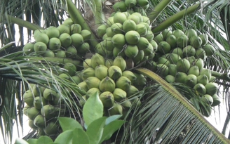 Nông dân trồng cây ăn trái siêu quả tham gia triển lãm