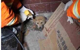 Giải cứu con chó bị kẹt đầu trong tường