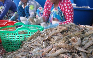 Trung Quốc gỡ bỏ lệnh ngừng nhập khẩu tôm sú sống từ Việt Nam