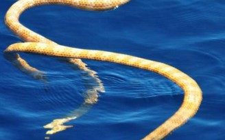 Phát hiện loài rắn biển quý hiếm