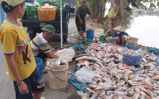 Cá bè trên sông Đồng Nai lại chết hàng loạt