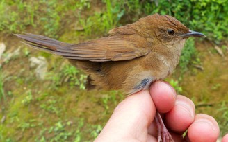 Những loài chim mới được phát hiện trong năm 2015