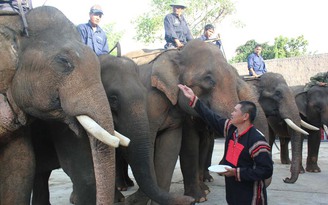 Người đẹp buôn voi