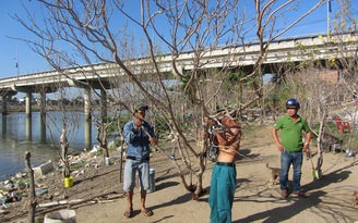 Độc đáo chợ mai rừng bên bờ sông Dinh