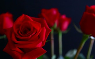 Khám phá thông điệp tình yêu qua màu sắc hoa hồng