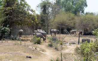 Sài Gòn Safari sẽ được hồi sinh