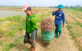 Người trồng hành tím chỉ còn... huề vốn