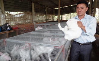 Tự tạo cơ hội: Kỹ sư cơ khí nuôi thỏ lai