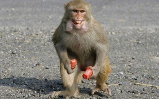 Tiêu diệt con khỉ xổng chuồng gây thương tích nhiều người