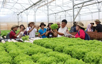 ASEAN liên kết phát triển chuỗi sản xuất rau an toàn