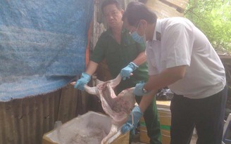 Gần 1 tấn heo sữa bốc mùi nặng chuẩn bị đưa vô nhà hàng tại Sài Gòn